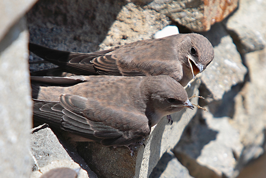 Uno a lui,uno te e uno a me